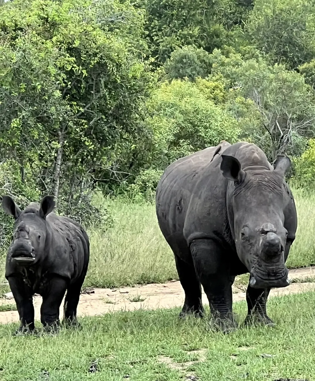 Rhino South Africa