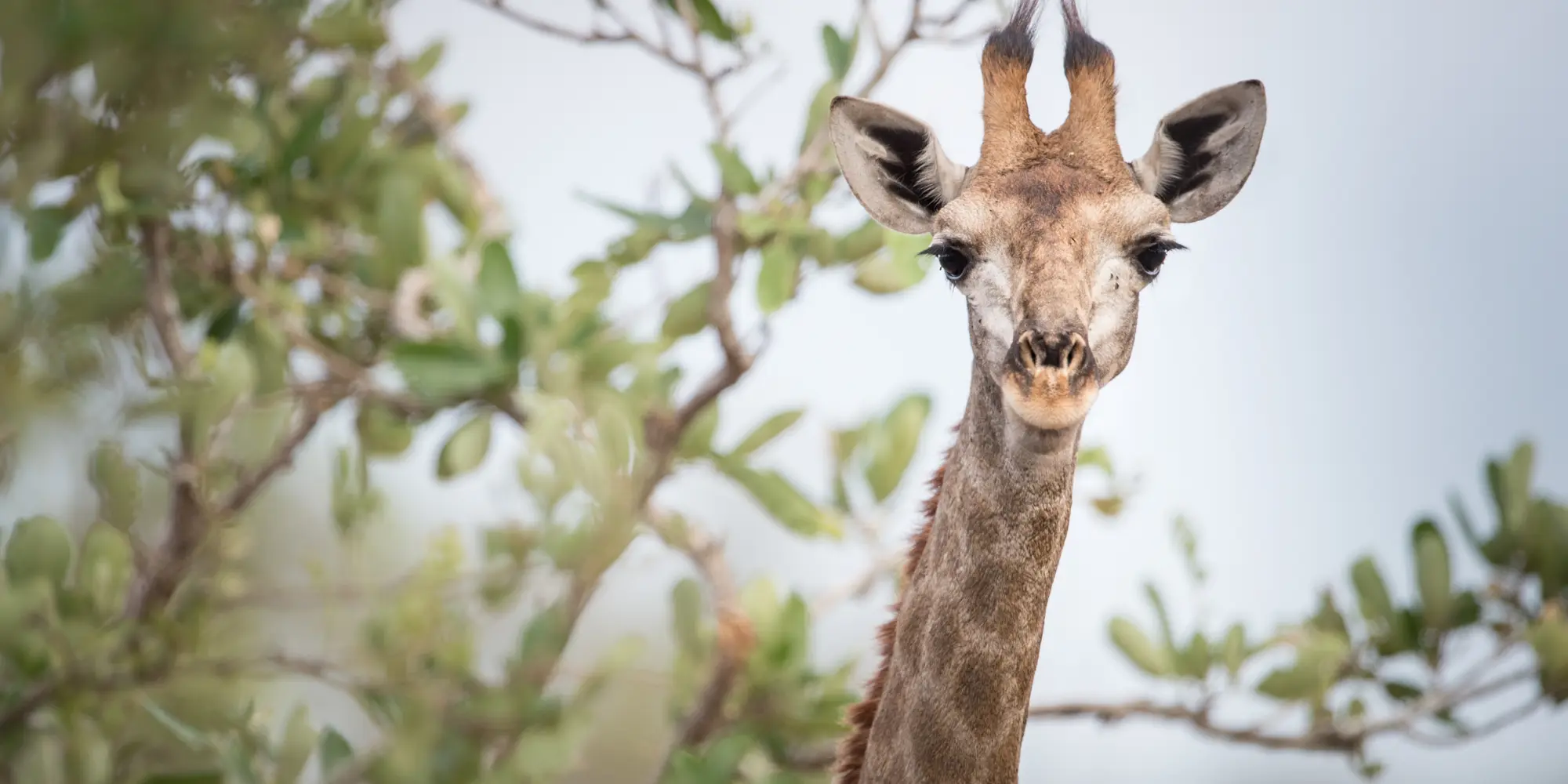 Singita Kruger National Park_Giraffe