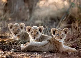 Singita Lebombo Kruger Cubs